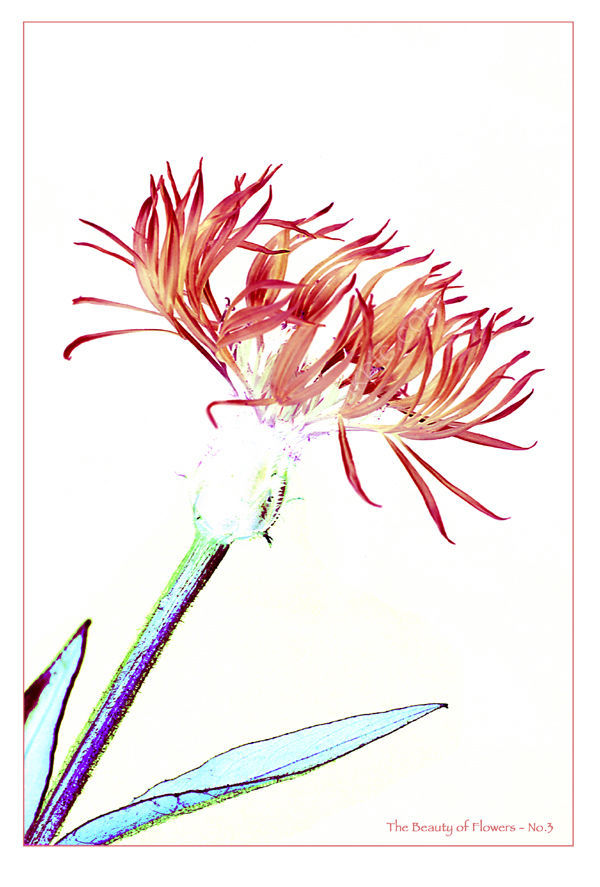 The Beauty of Flowers, No.3. Limited Edition Print.
